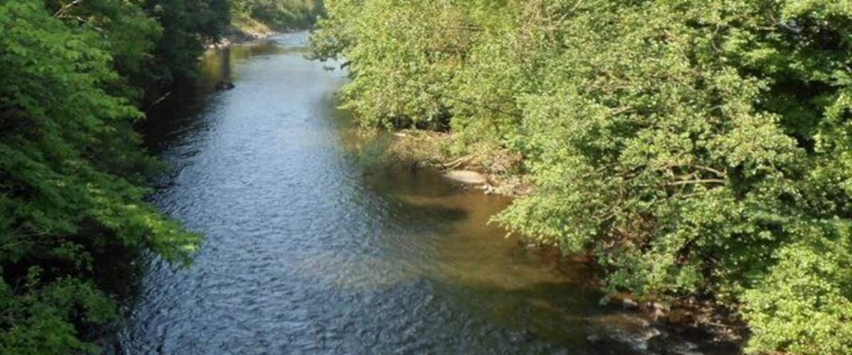 A river flowing through a forested area with a bridge in the background.