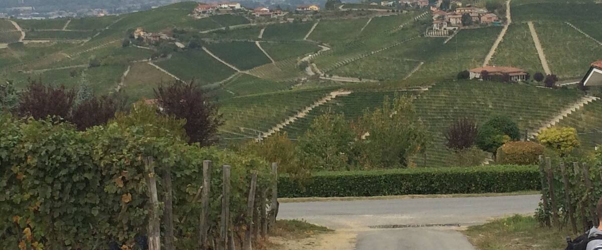 A rural landscape with terraced vineyards, a road, and scattered buildings.