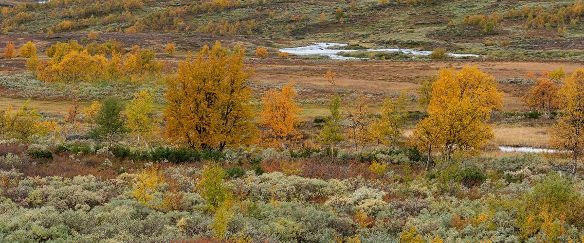 A mountainous landscape with autumn-colored trees and a small stream.
