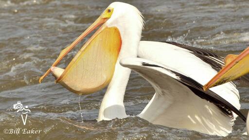 Fish for breakfast! Another American white pelican scores a meal.