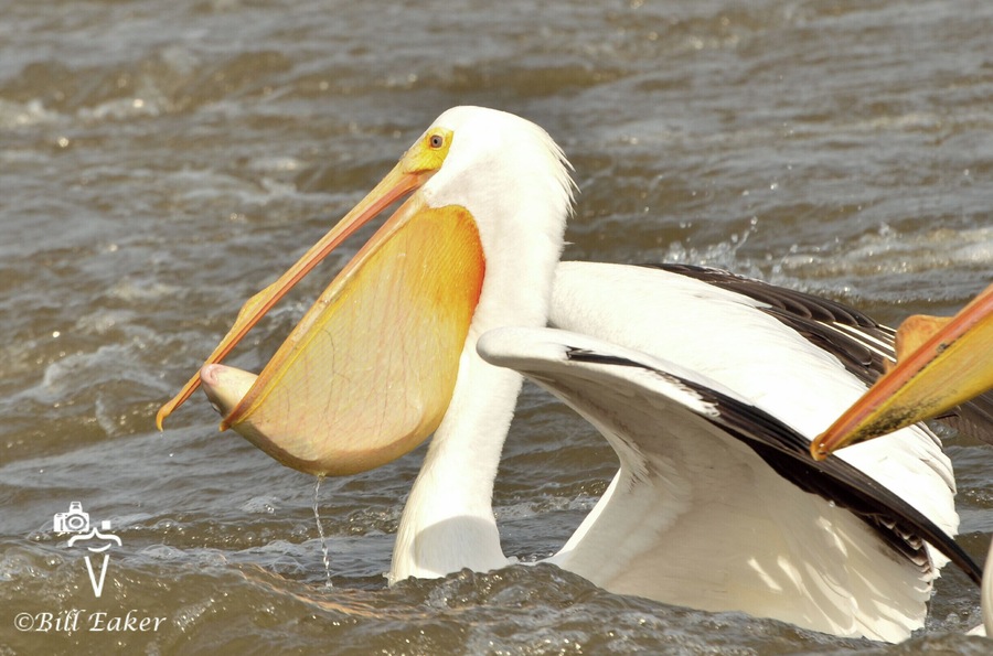 Fish for breakfast! Another American white pelican scores a meal.