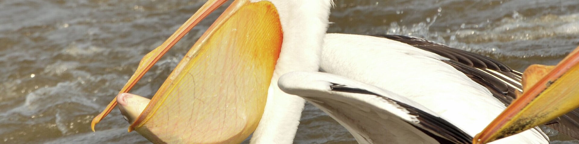 Fish for breakfast! Another American white pelican scores a meal.