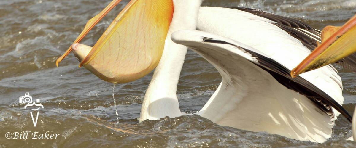 A pelican with a large fish in its beak, standing in water.