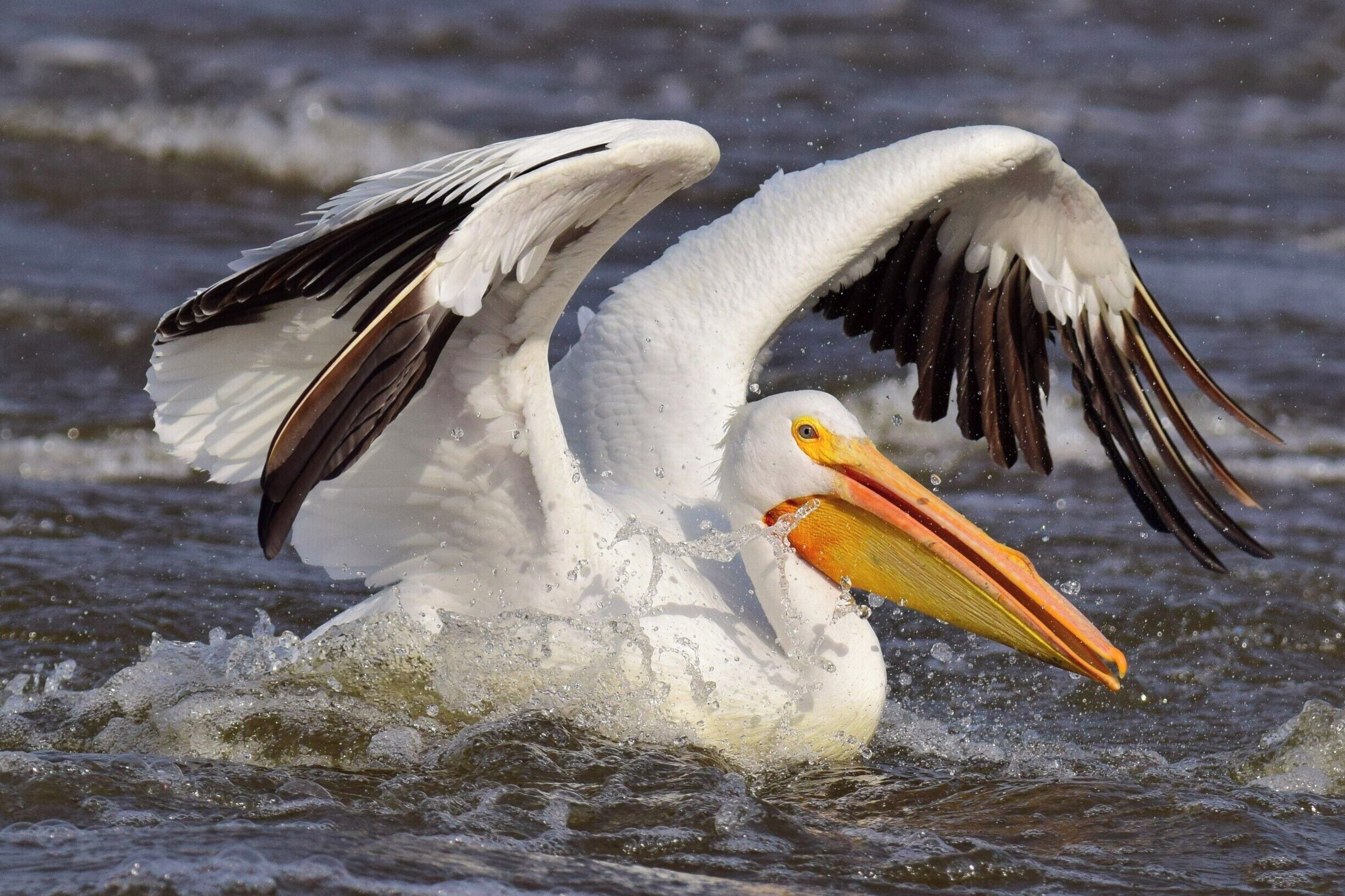 This photo of an American white pelican was taken below Lock and Dam 14 in Hampton, Illinois.  My friend, and fellow Trover contributor, @Bill Eaker were entertained by a group of pelicans looking to score a quick meal.