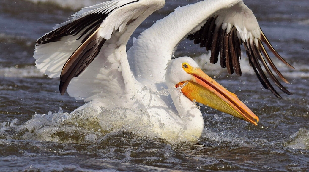 This photo of an American white pelican was taken below Lock and Dam 14 in Hampton, Illinois. My friend, and fellow Trover contributor, @Bill Eaker were entertained by a group of pelicans looking to score a quick meal.
