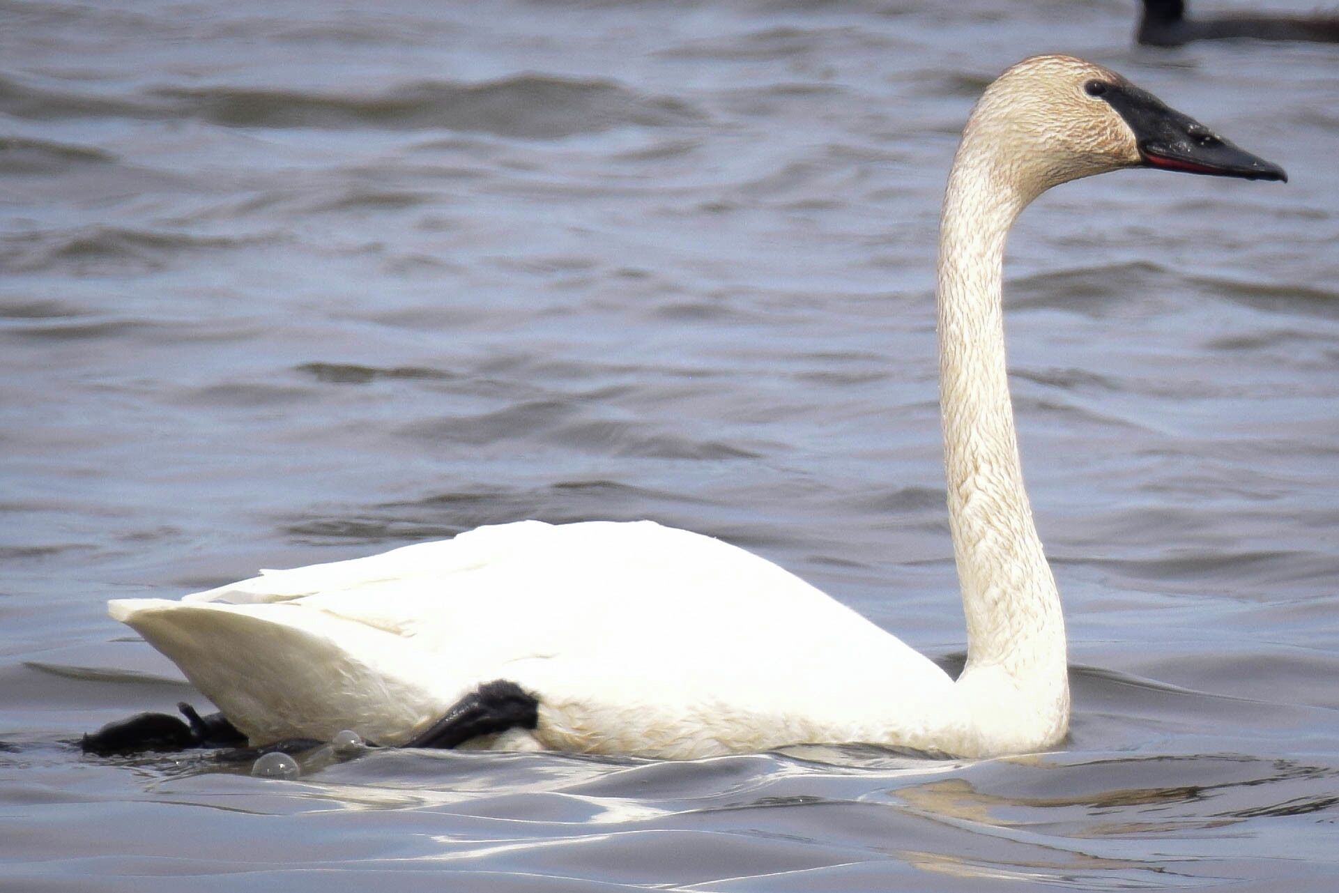 It seems like there is always something going on near the locks and dams on the Mississippi River.  The day I took this picture there were lots of pelicans in the area, as well as some ducks and coots.  I was happy to see this single trumpeter swan swimming above the dam.  