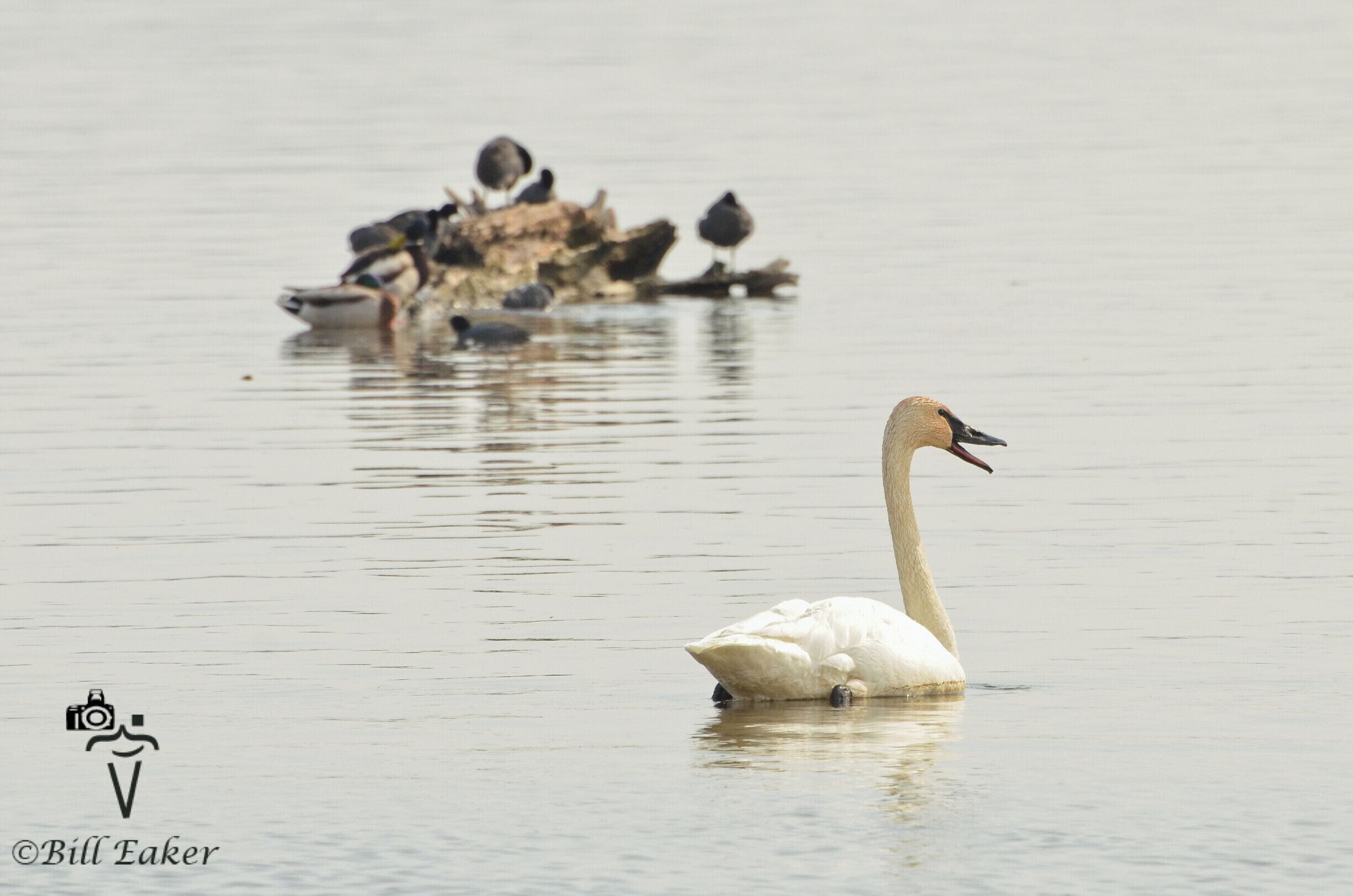 A lone trumpeter swan cruising around above the dam.