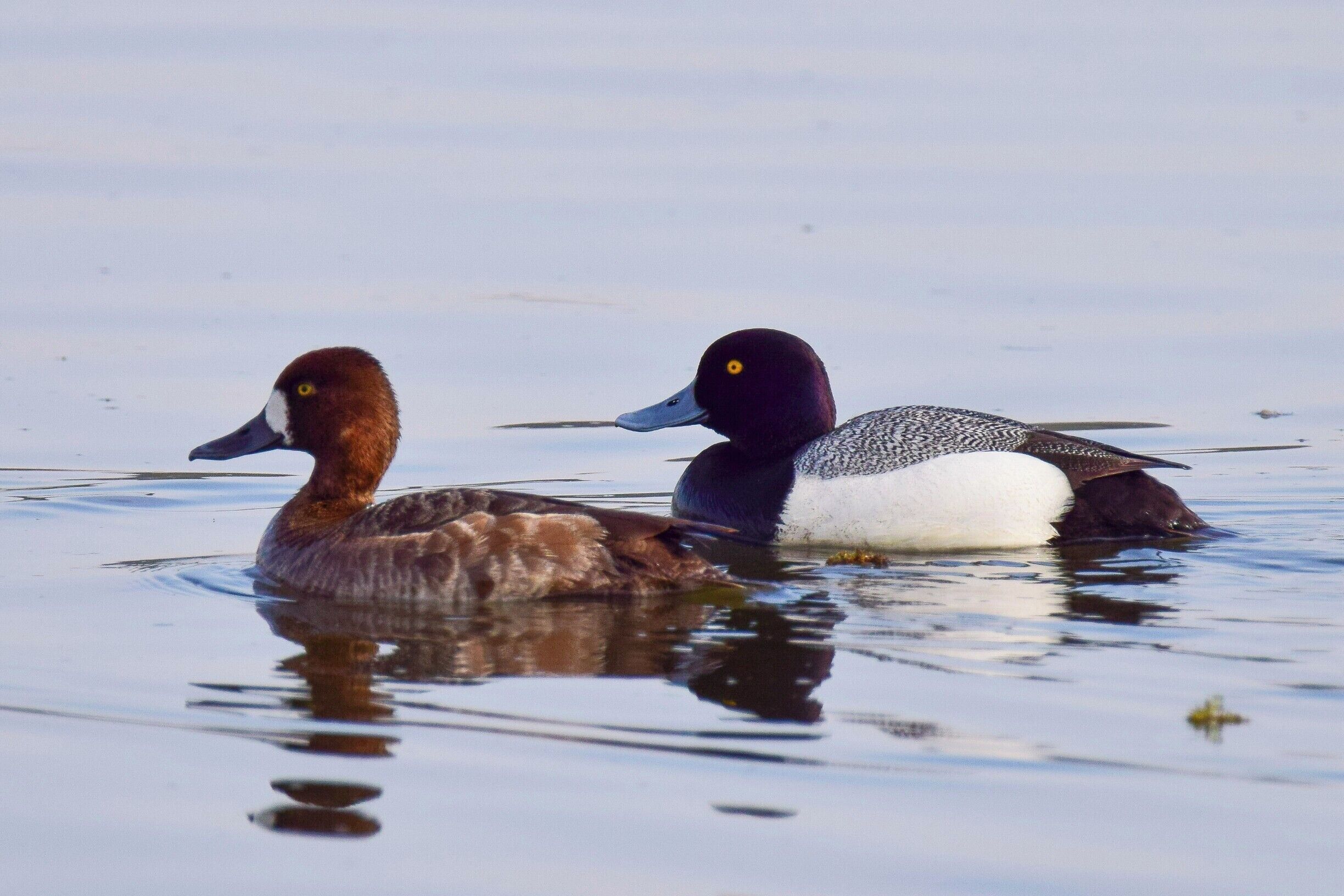This beautiful pair of lesser scaups were enjoying a beautiful day on the Mississippi river.  They were above Lock and Dam 14 near Hampton, Illinois.  
