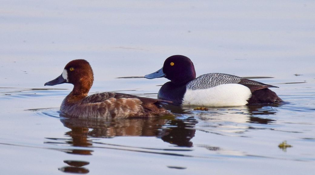 This beautiful pair of lesser scaups were enjoying a beautiful day on the Mississippi river. They were above Lock and Dam 14 near Hampton, Illinois.