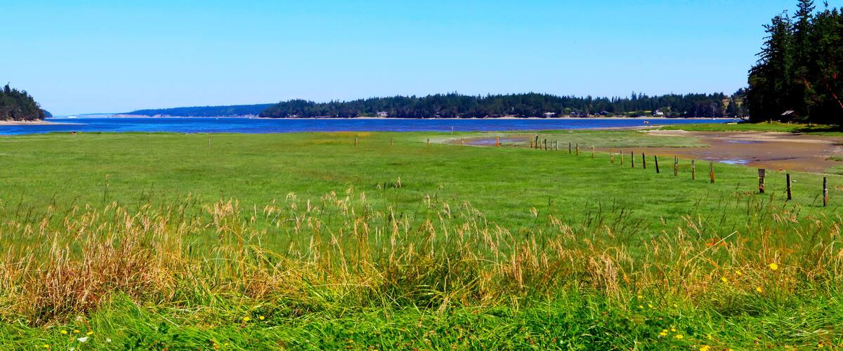 A coastal landscape with a grassy field, a forested hill, and a body of water.