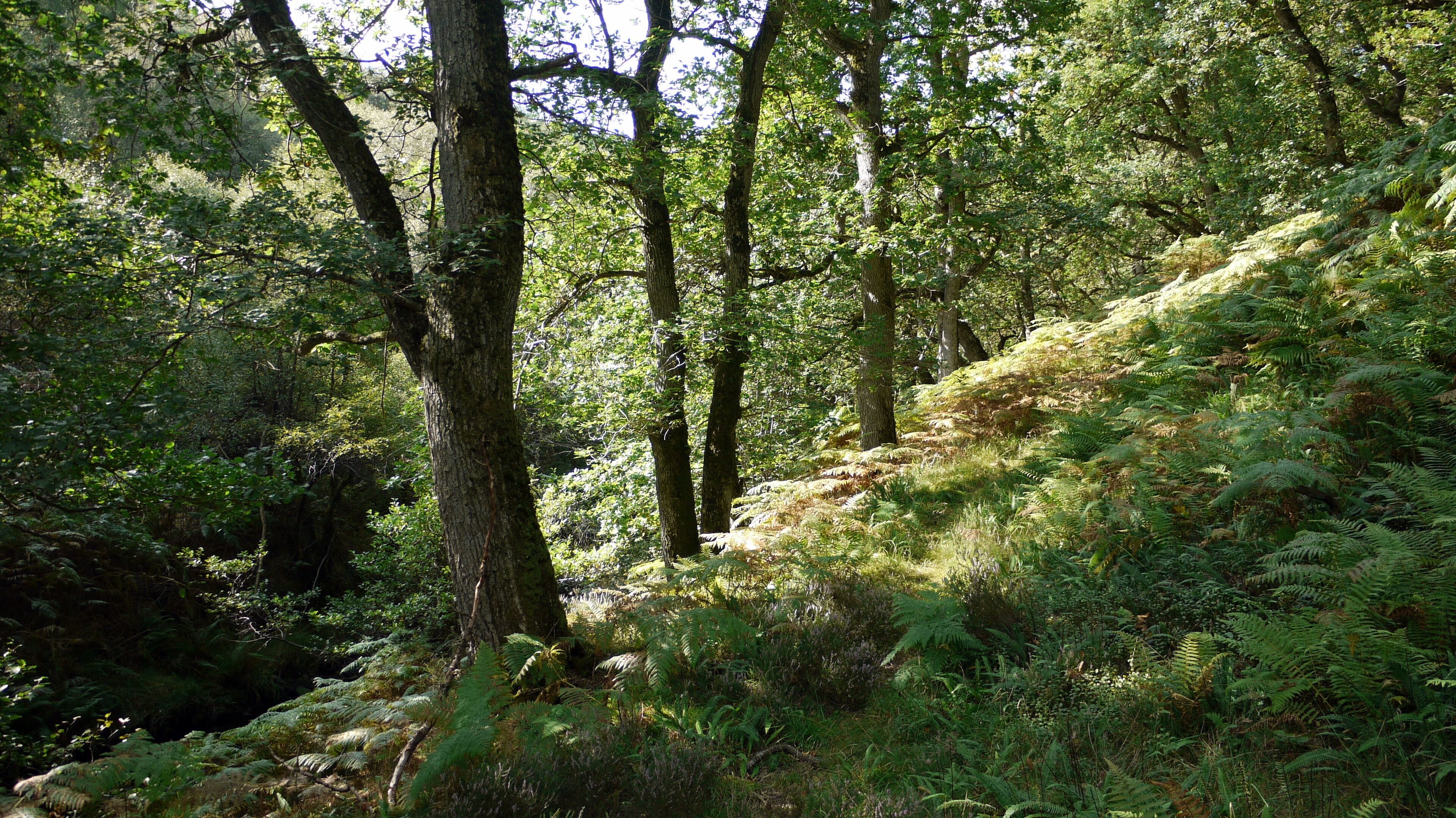 Overgrown path through The Oaks The path follows the north bank of the Yardhope Burn through woodland called The Oaks. Bracken and fallen trees obscure the faint path.