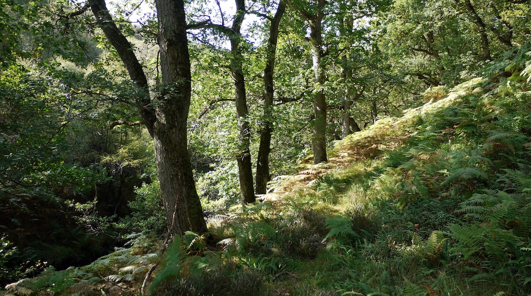 Overgrown path through The Oaks The path follows the north bank of the Yardhope Burn through woodland called The Oaks. Bracken and fallen trees obscure the faint path.