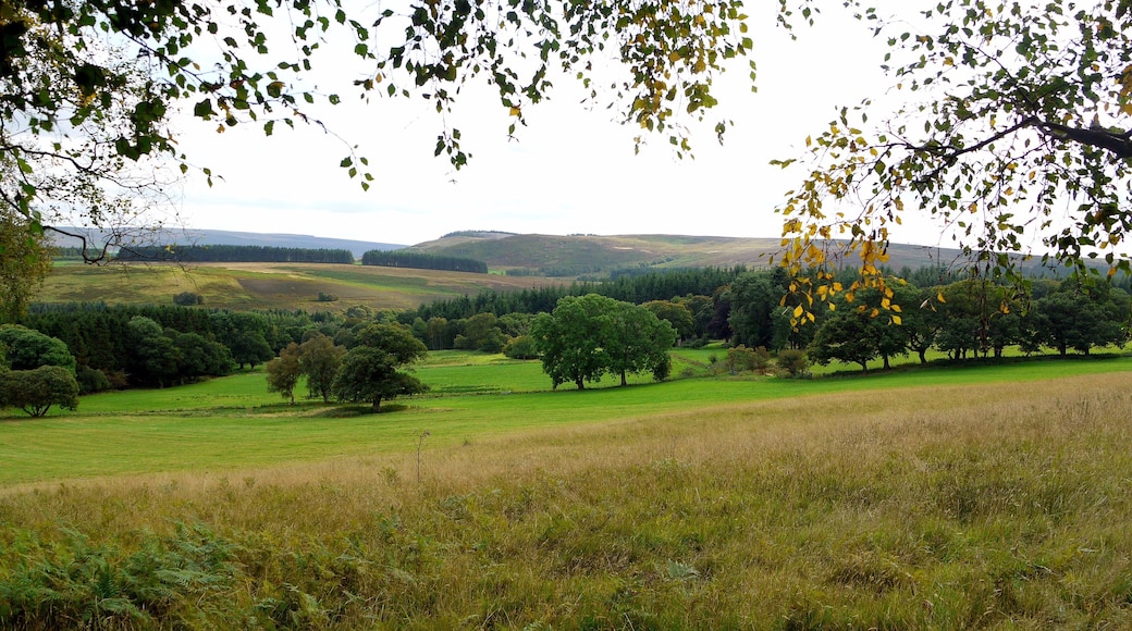 Field north of Campville