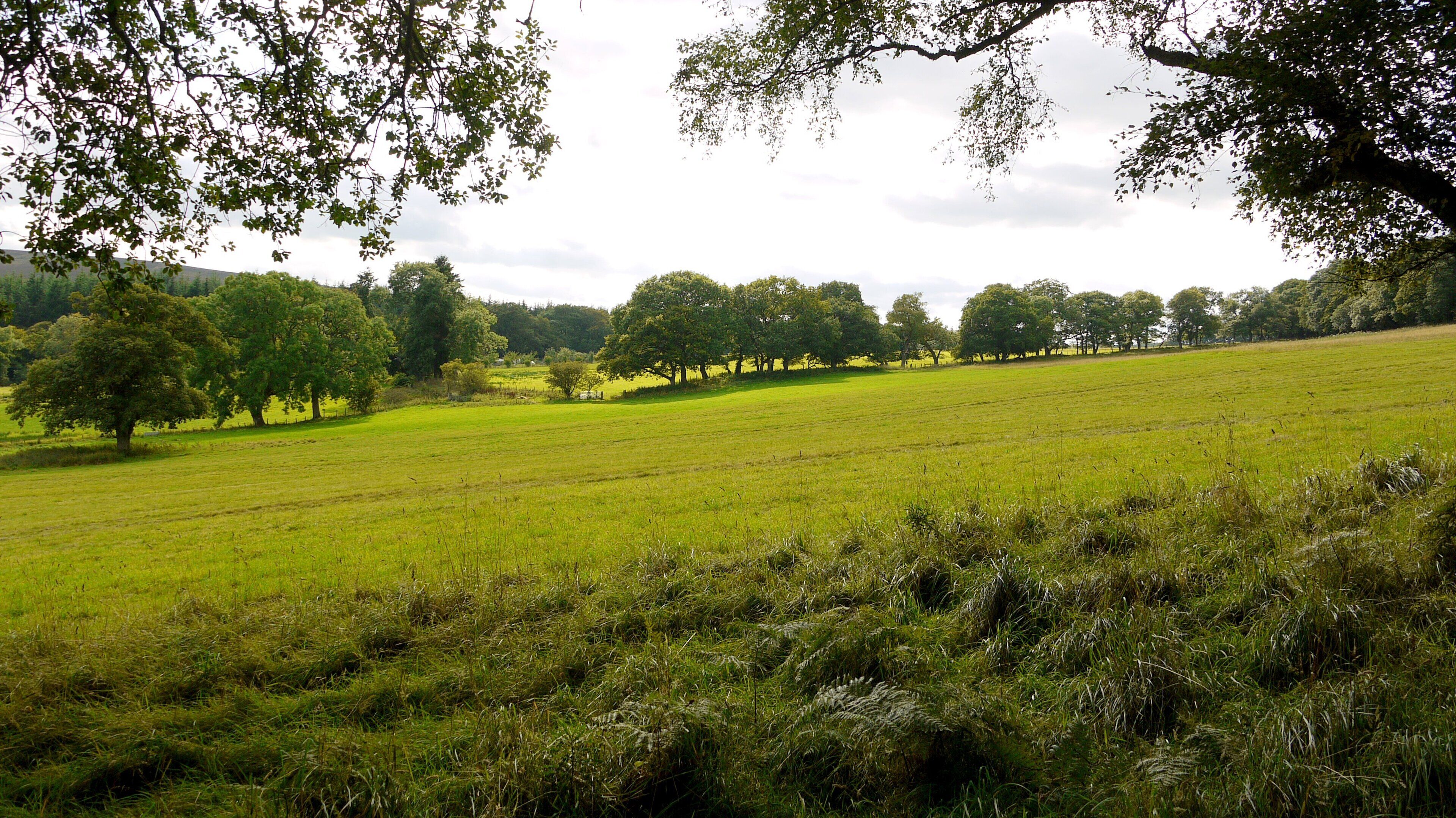 Field north of Campville