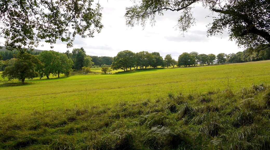Field north of Campville