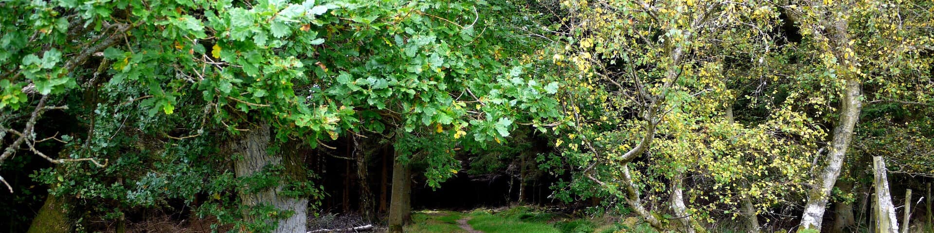 Gate on footpath into Holystone Wood west of Lady's Well