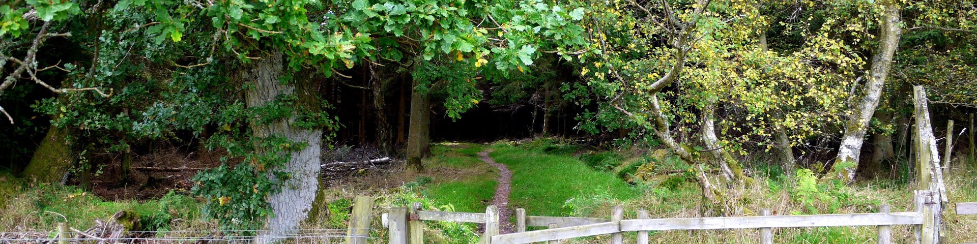 Gate on footpath into Holystone Wood west of Lady's Well