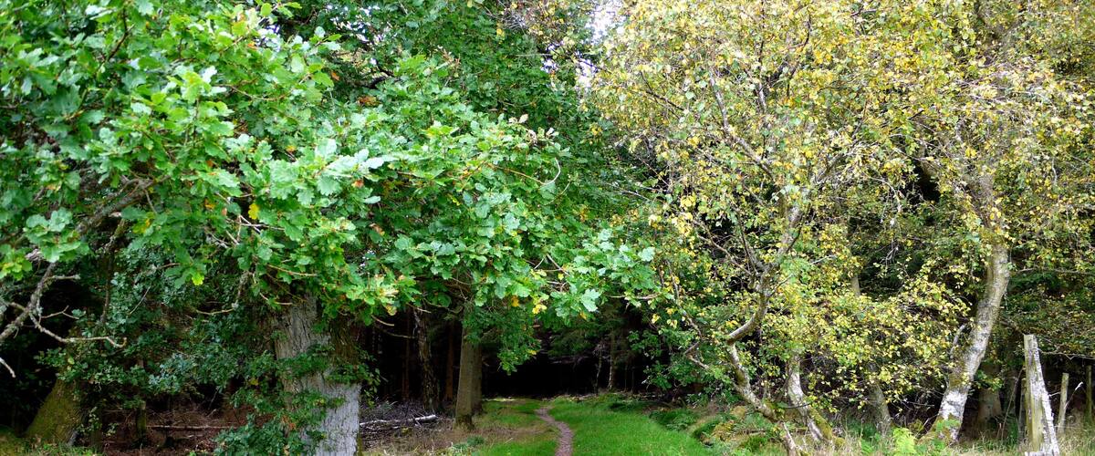 A rural path with a wooden gate, surrounded by lush greenery and trees.