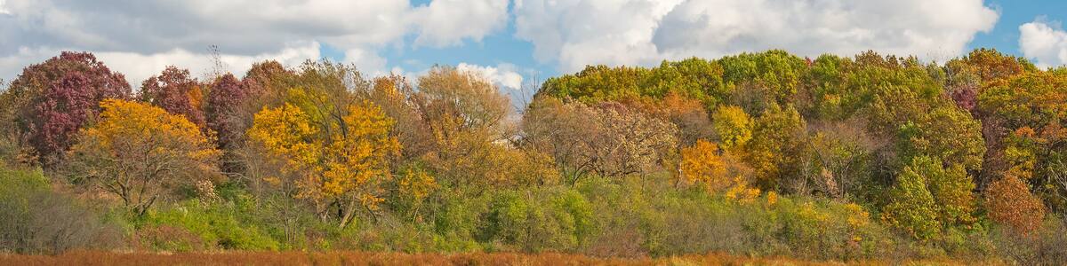 October Colors on a Wetland Pond