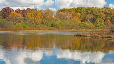 October Colors on a Wetland Pond