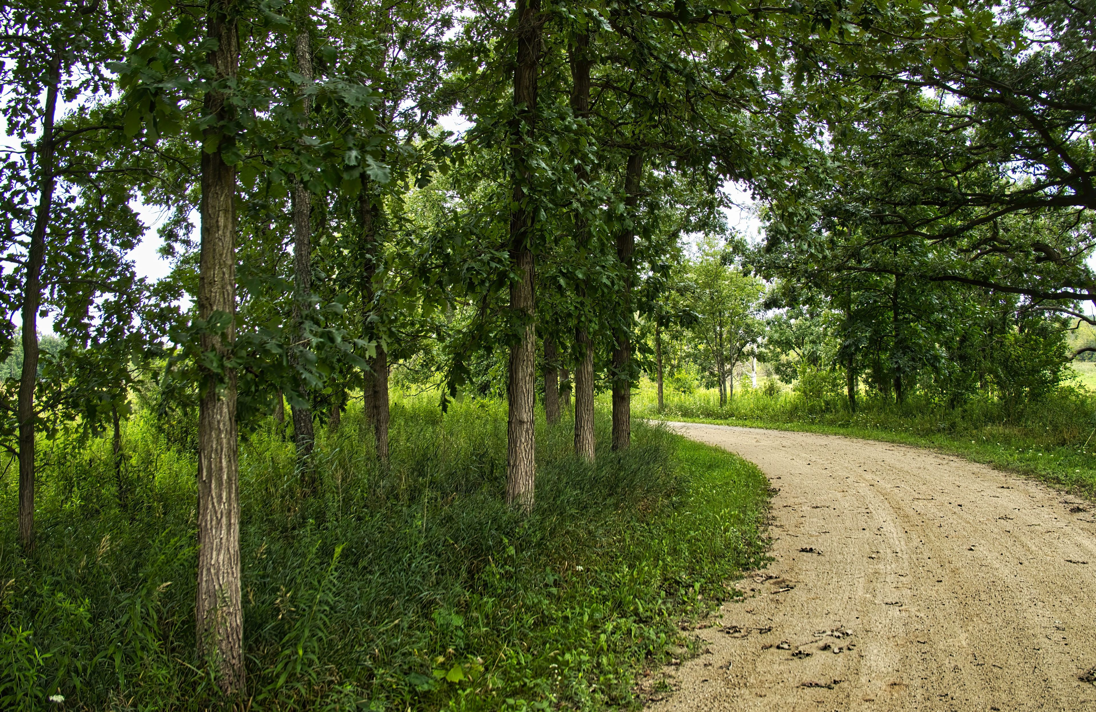 On a cloudy summer day, the Des Plaines River Trail curves past trees in a forest preserve near Wadsworth, IL.
