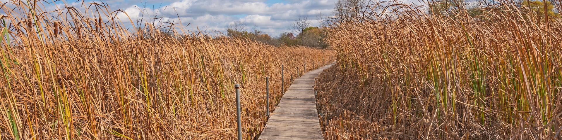 A narrow concrete path through tall, dry reeds under a partly cloudy sky.