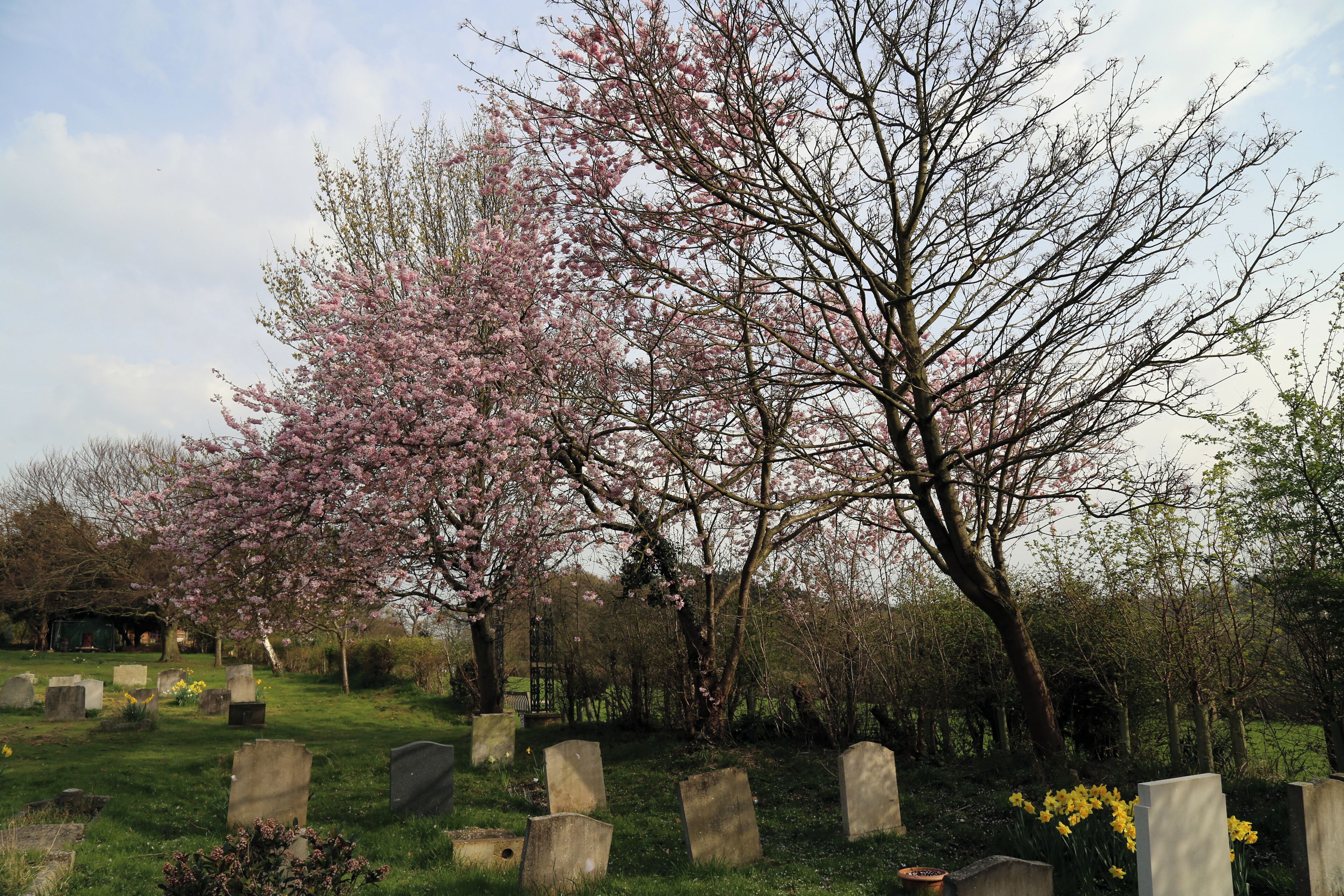 Church of St Thomas, Upshire, Essex, England - graveyard and cherry at south