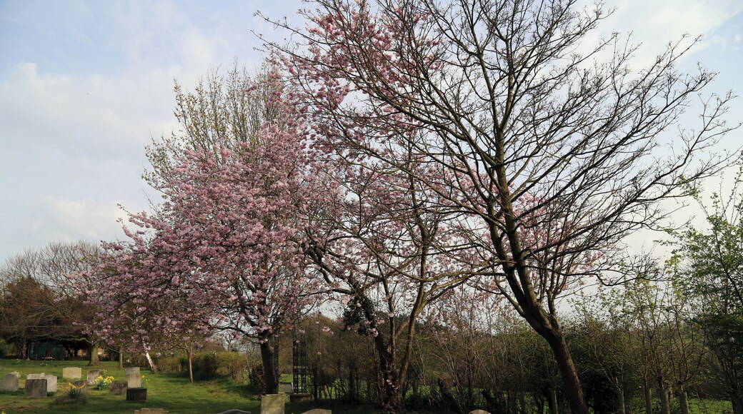 Church of St Thomas, Upshire, Essex, England - graveyard and cherry at south