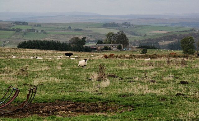 Broomhill Fields above Brommhill Farm seen from the A68.