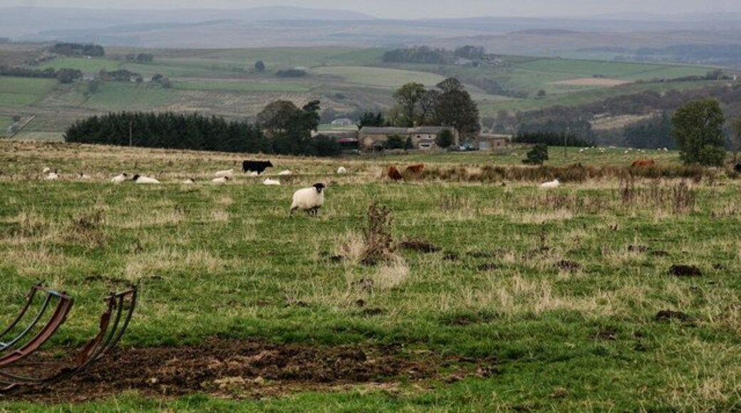 Broomhill Fields above Brommhill Farm seen from the A68.