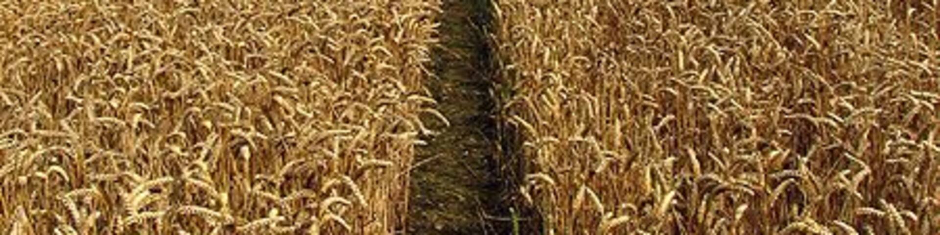 Barley Field near Stanmore. This barley field is on the east side of the footpath that runs north to south through this square. This square is all farmland, but also contains one or two residences.