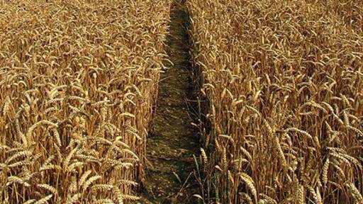 Barley Field near Stanmore. This barley field is on the east side of the footpath that runs north to south through this square. This square is all farmland, but also contains one or two residences.