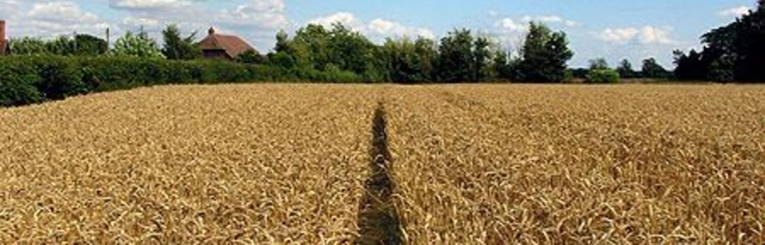 Barley Field near Stanmore. This barley field is on the east side of the footpath that runs north to south through this square. This square is all farmland, but also contains one or two residences.