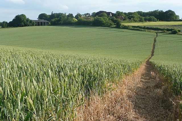 Footpath through the wheat A very clear and well maintained footpath towards Beedon Manor, a hamlet slightly separate from Beedon. The stumpy white tower of Beedon church is just the right of centre.