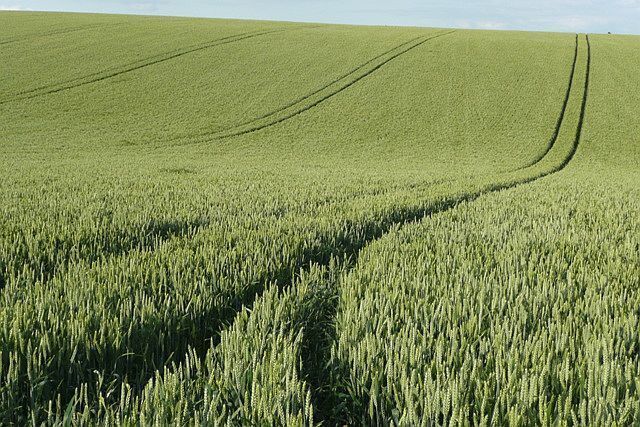 Our job is just to grow Acres of wheat midway through its growing process. The northern part of the square is as simple as this.