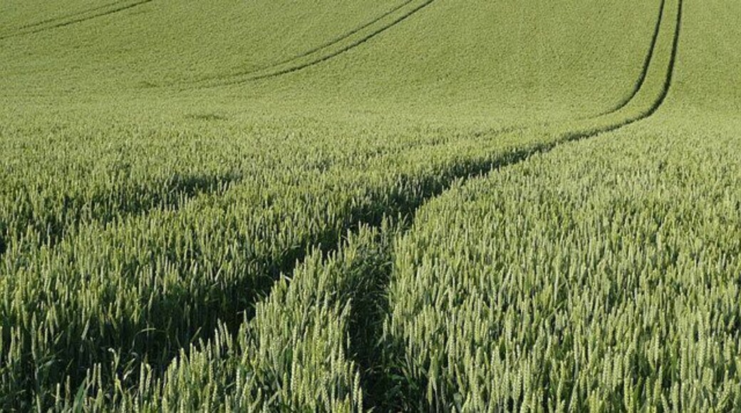 Our job is just to grow Acres of wheat midway through its growing process. The northern part of the square is as simple as this.
