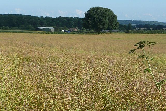 Rape crop at Common Farm Looking across the square towards World's End. The rape looks very different to how it would have been in May.