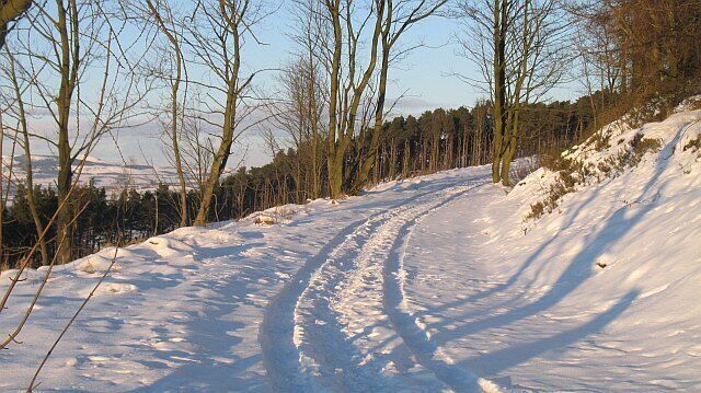 Track, Cullaloe Woods Logging road with a clear felled area. Forestry Commission managed woodland.