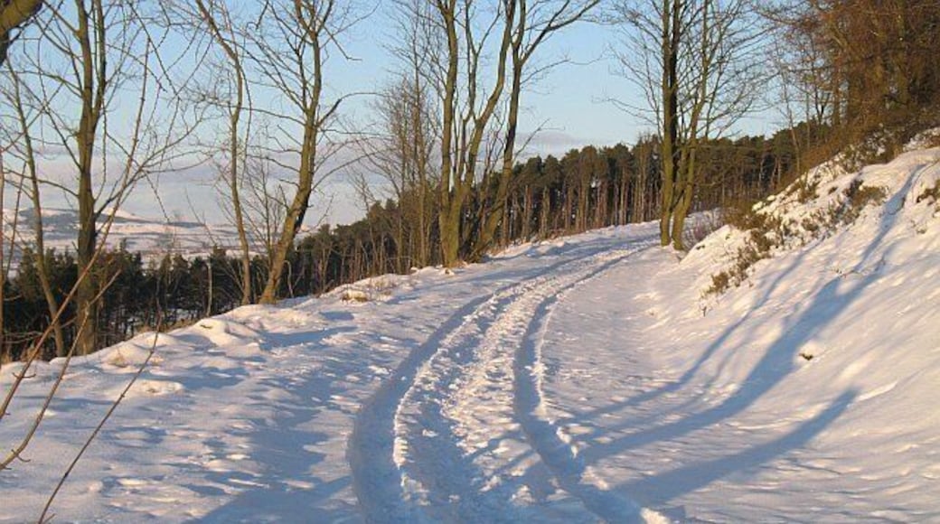 Track, Cullaloe Woods Logging road with a clear felled area. Forestry Commission managed woodland.
