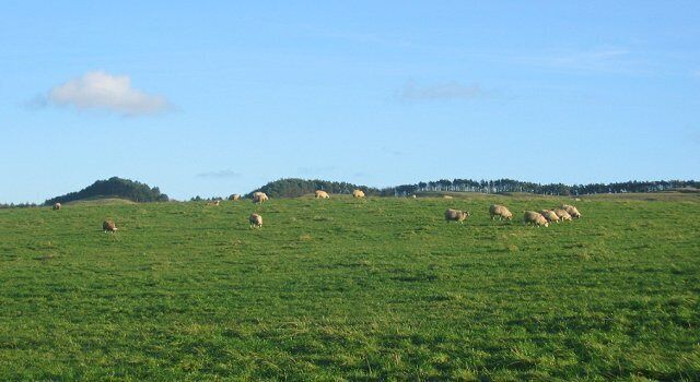 Sheep, Easter Bucklyvie. Sheep graze at Easter Bucklyvie. Cullaloe Hills in the background.