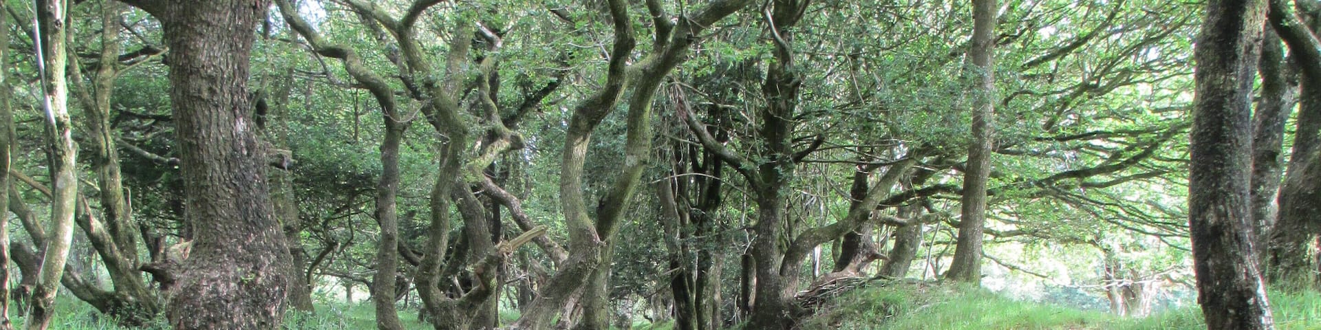 Dead Woman's Ditch. Quantocks
