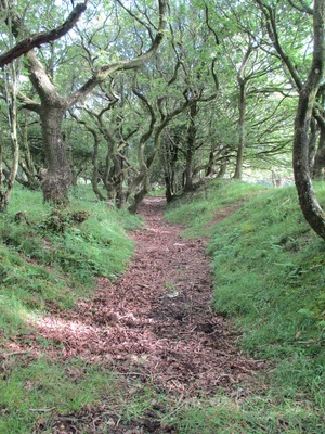 Dead Woman's Ditch. Quantocks
