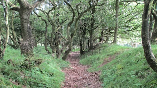 Dead Woman's Ditch. Quantocks