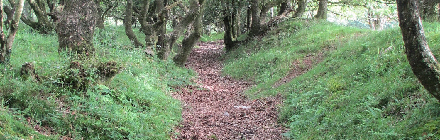 Dead Woman's Ditch. Quantocks