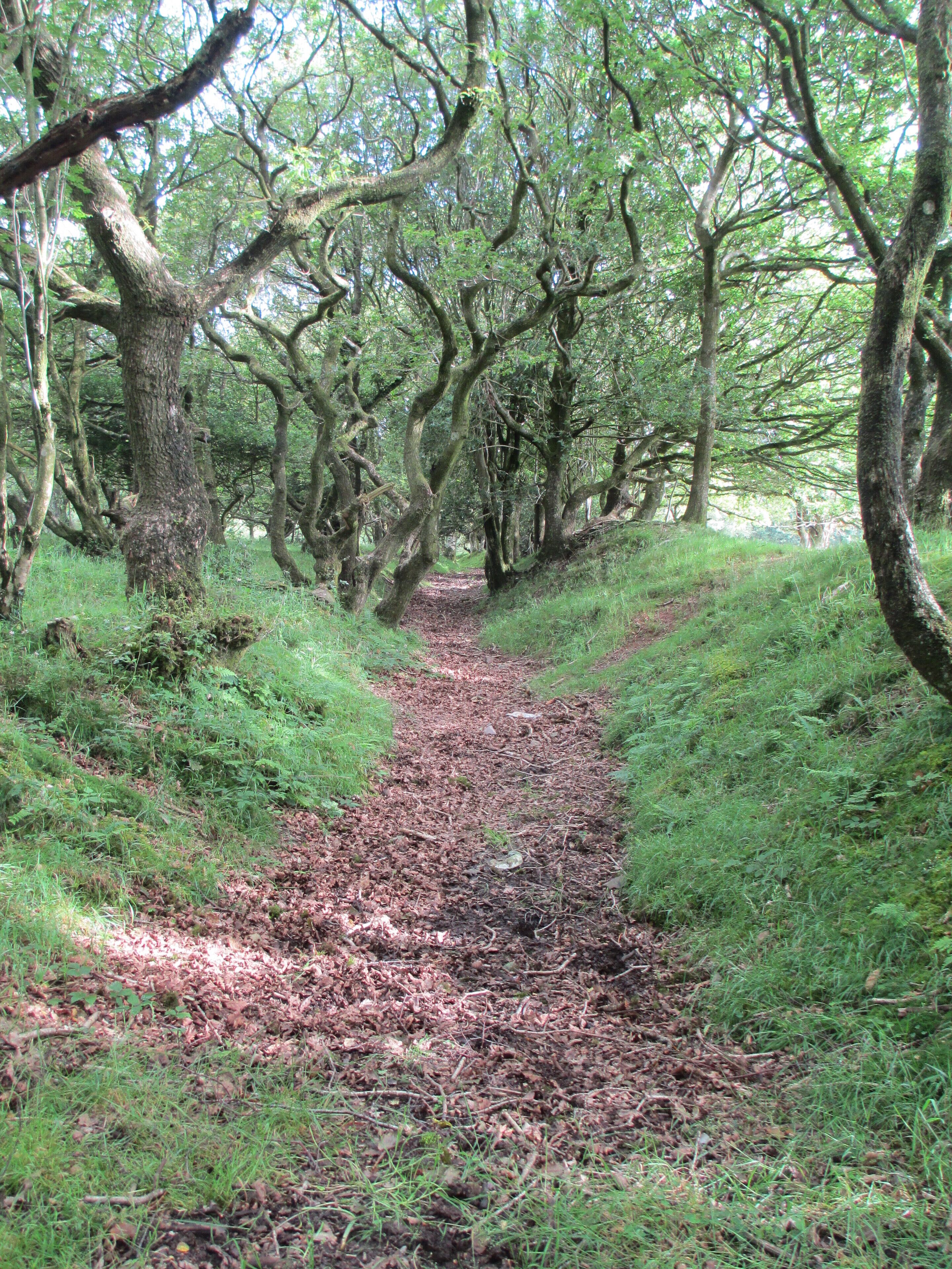 A forest path with trees on either side.