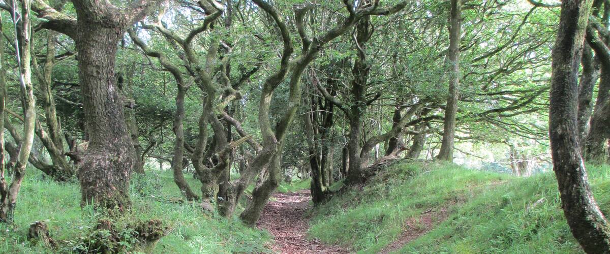 A forest path with trees on either side.