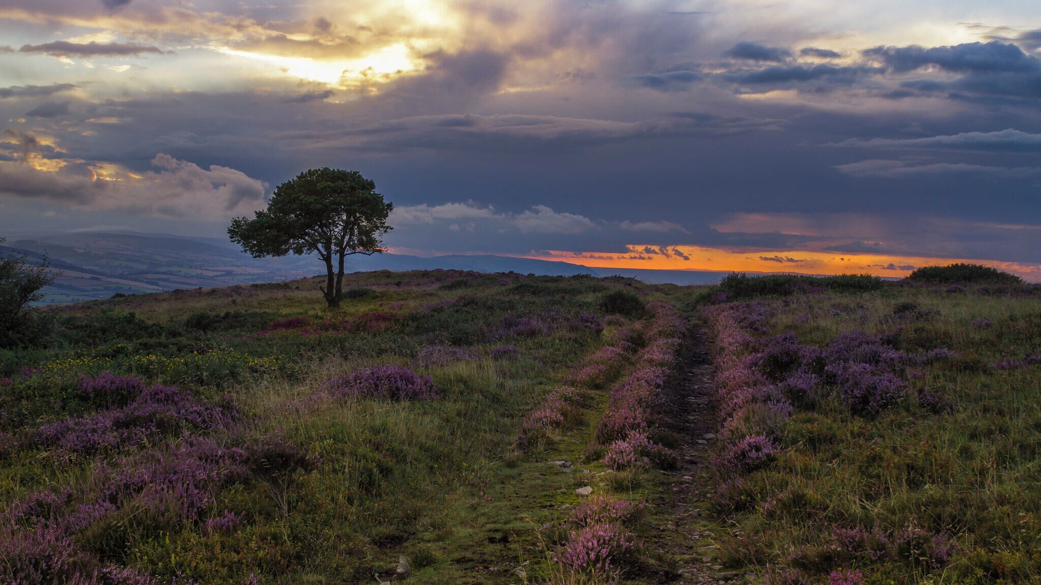 500px provided description: Quantock Sunset [#sunrise ,#sunset ,#horizon ,#countryside ,#sundown ,#dawn ,#grassland ,#golden hour ,#rolling hills ,#winelands ,#namaqualand ,#posbank]