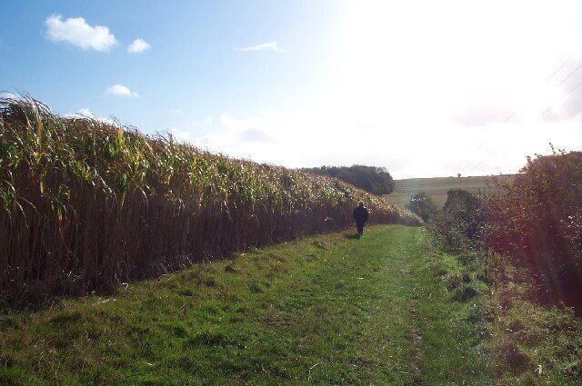 Miscanthus crop on the footpath to Vellow Wood Farm. Around the West Somerset village of Williton is one of the main miscanthus growing area in England. Producing more combustible material per acre than any other crop, the intention is to use it as a biomass fuel although as yet there is no power station locally to burn it. Miscanthus is a perennial grass regrowing every year without the need to resow.