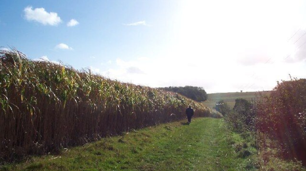 Miscanthus crop on the footpath to Vellow Wood Farm. Around the West Somerset village of Williton is one of the main miscanthus growing area in England. Producing more combustible material per acre than any other crop, the intention is to use it as a biomass fuel although as yet there is no power station locally to burn it. Miscanthus is a perennial grass regrowing every year without the need to resow.