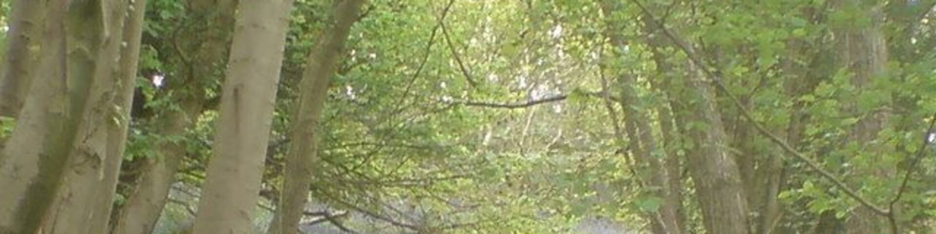 Bluebells in Greyfield Woods